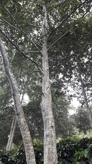 Alnus nepalensis