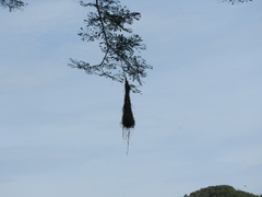 Cassiculus melanicterus