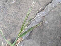 Digitaria sanguinalis