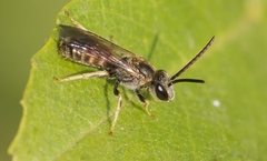 Evylaeus