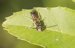 Evylaeus