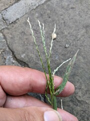 Digitaria sanguinalis
