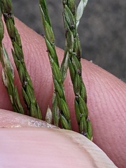 Digitaria sanguinalis