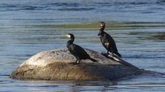 Phalacrocorax carbo