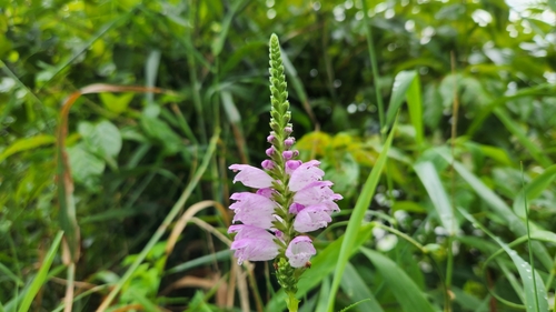 Physostegia virginiana