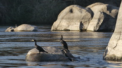 Phalacrocorax carbo