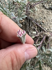 Chaenactis thompsonii