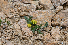 Oreoxis alpina