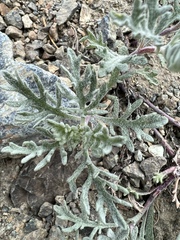 Chaenactis thompsonii