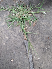 Digitaria sanguinalis