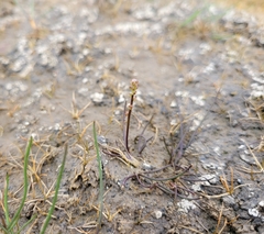 Triglochin gaspensis