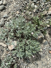 Chaenactis thompsonii