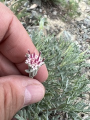 Chaenactis thompsonii