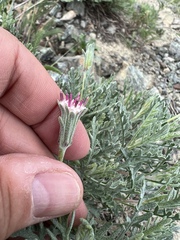 Chaenactis thompsonii