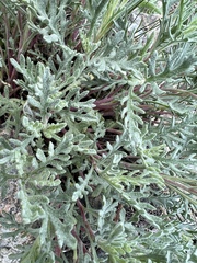 Chaenactis thompsonii