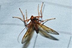 Opheltes glaucopterus