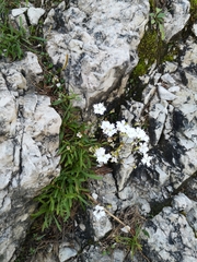 Heliosperma pusillum