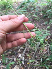 Pilosella caespitosa