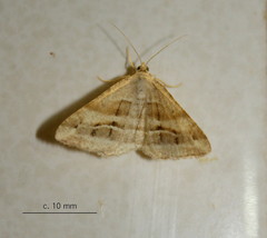 Chiasmia furcata