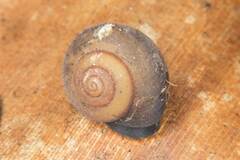 Protolinitis pusilla