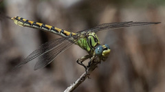 Ophiogomphus morrisoni