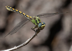 Ophiogomphus morrisoni