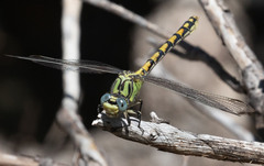 Ophiogomphus morrisoni