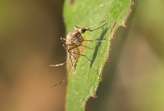 Aedes caspius