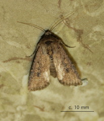 Mythimna languida