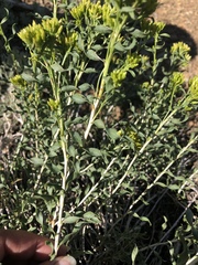 Chrysothamnus viscidiflorus viscidiflorus
