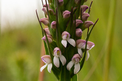 Brownleea parviflora