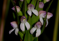 Brownleea parviflora