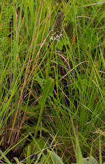 Brownleea parviflora