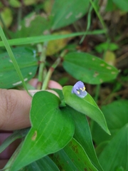 Commelina pallida
