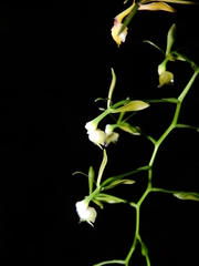 Epidendrum unguiculatum