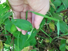 Commelina pallida