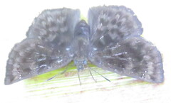 Bolla cupreiceps