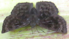 Bolla cupreiceps