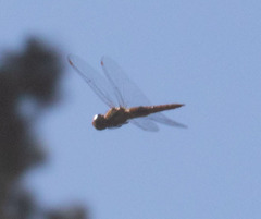 Pantala hymenaea