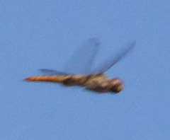 Pantala hymenaea