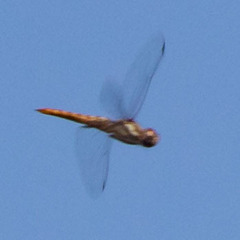 Pantala hymenaea