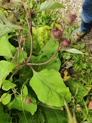 Arctium nemorosum