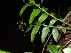 Epidendrum unguiculatum