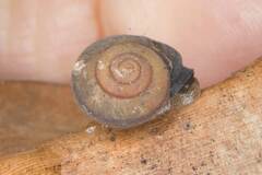 Protolinitis pusilla