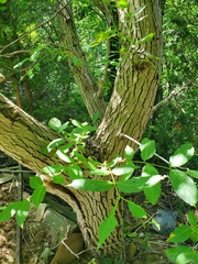 Juglans ailantifolia