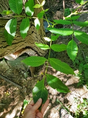 Juglans ailantifolia