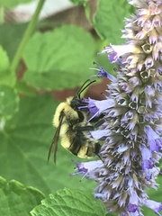 Bombus bimaculatus