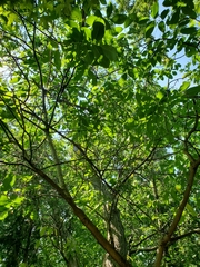 Juglans ailantifolia