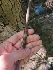 Juglans ailantifolia