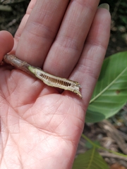 Juglans ailantifolia